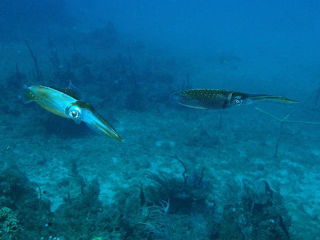 Nord guadeloupe 01.jpg